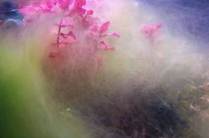 Pourquoi j'ai des Algues Roses dans ma piscine ??