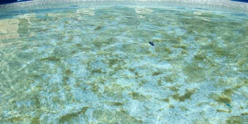 COMMENT RECONNAITRE L'ALGUE MOUTARDE